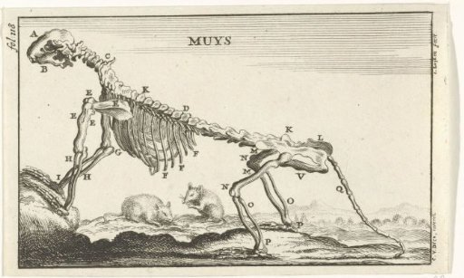 Skeleton of a mouse