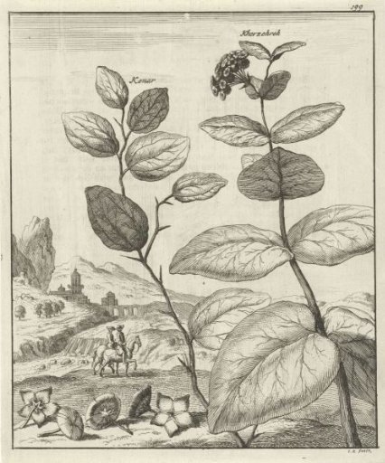 Depiction of two Persian plants