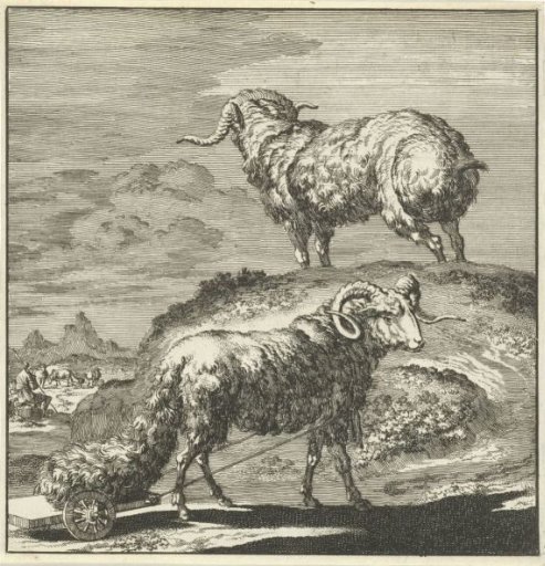 Syrian sheep or rams
