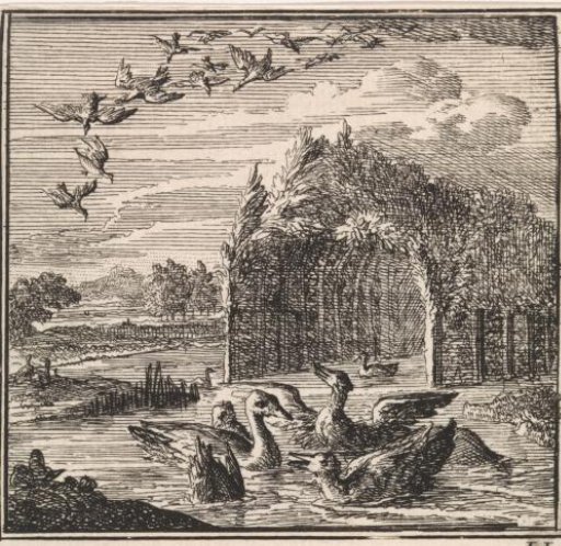 Wild and tame ducks