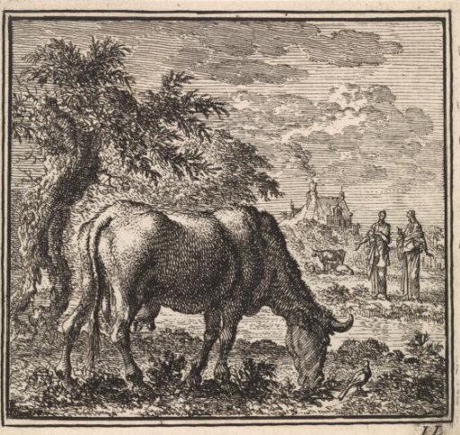 Grazing cow in a meadow