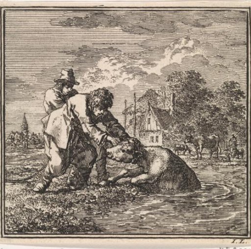 Two men pushing a calf into the ditch