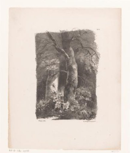 Forest View