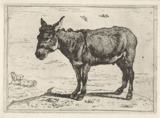 Donkey