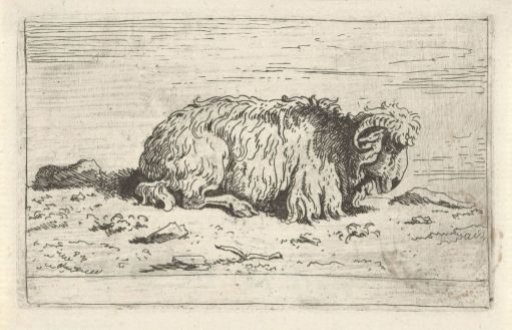 Ram