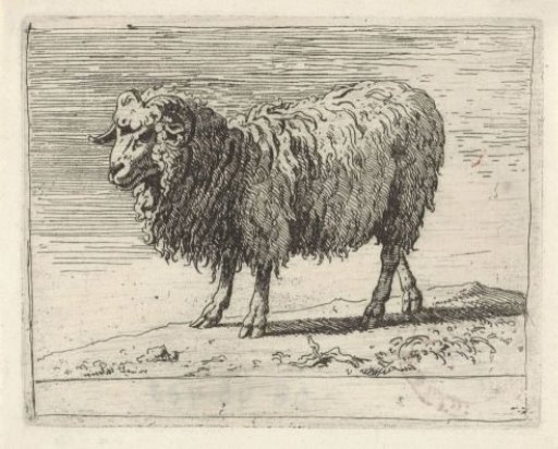 Ram
