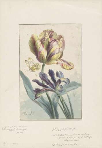 Tulip and Iris
