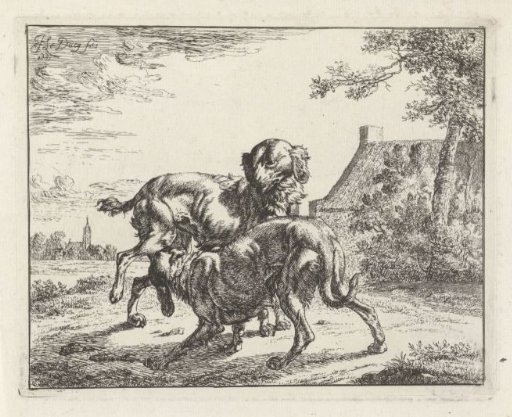 Dog and Bitch