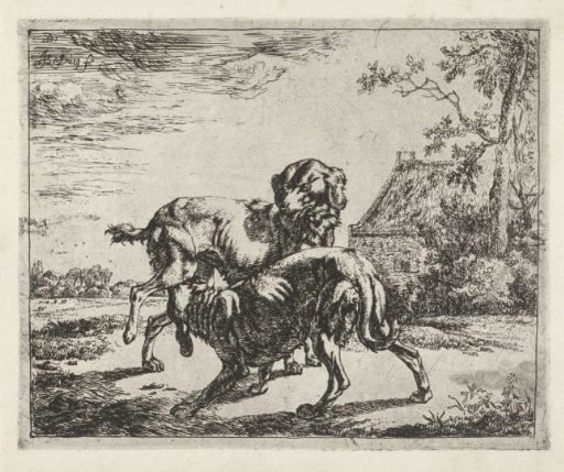 Dog and Bitch