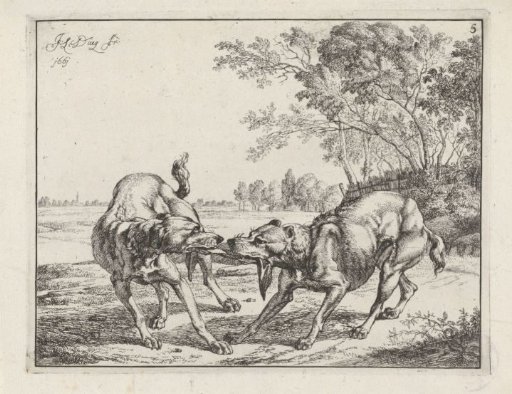 Two Dogs Fighting Over a Piece of Meat