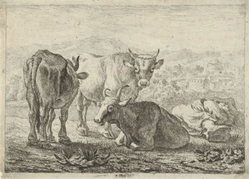 Three cattle and a sleeping shepherd