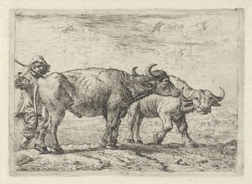 Two buffaloes and a shepherd