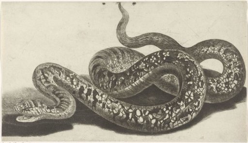 Snake