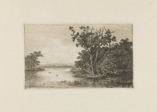View of a forest lake