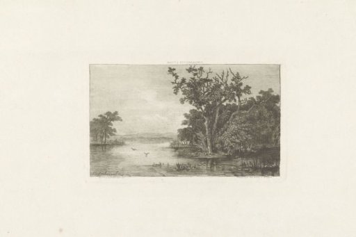 View of a forest lake