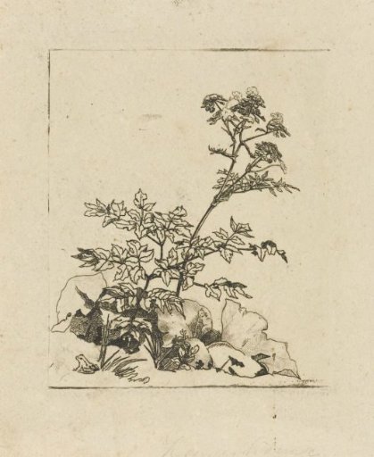 Two Plants and a Frog