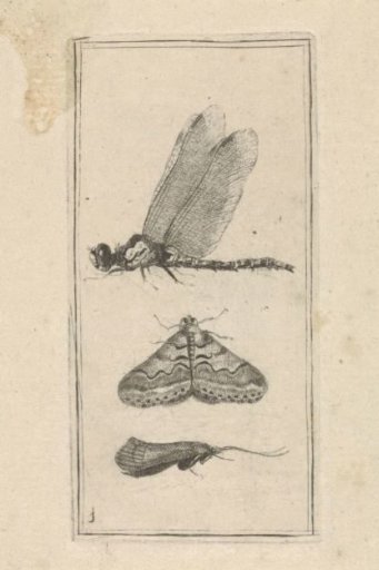 Dragonfly and two moths