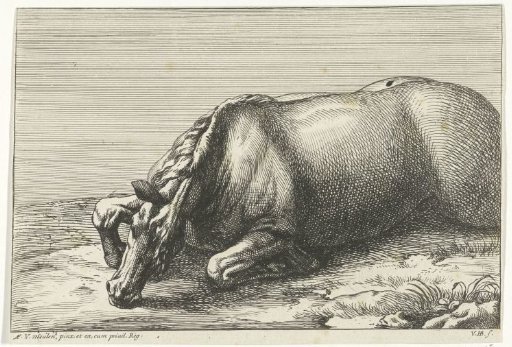 Dead horse seen lying on the left side