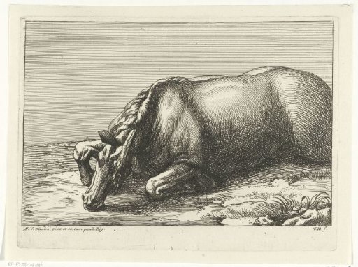 Dead horse seen lying on the left side