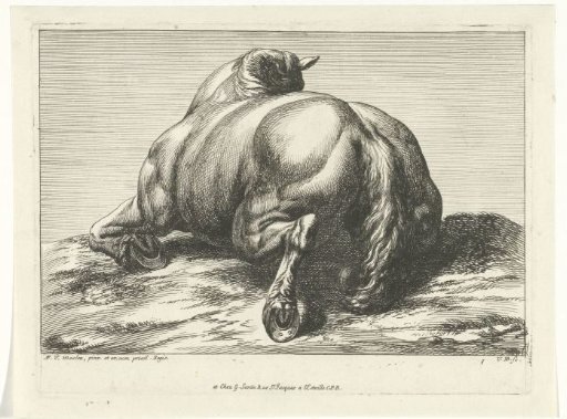 Dead horse lying on its belly seen from behind