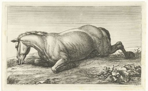 Dead horse lying on its belly