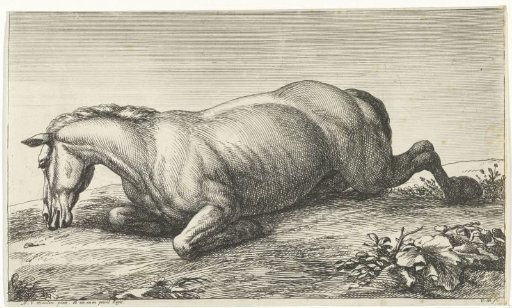 Dead horse lying on its belly