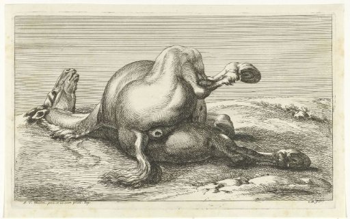 Dead horse seen from behind