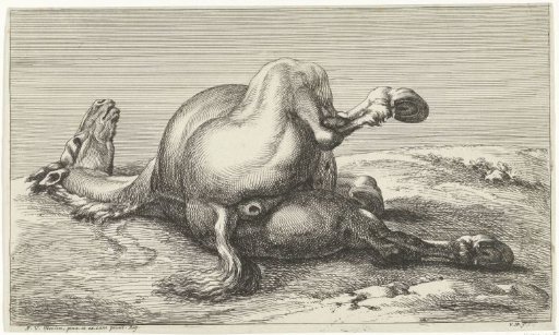 Dead horse seen from behind