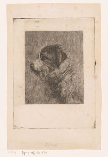 Dog's head