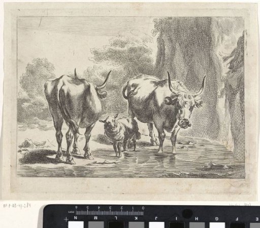 Two cattle and a sheep at a ford