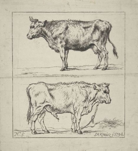 Study of a cow and a bull