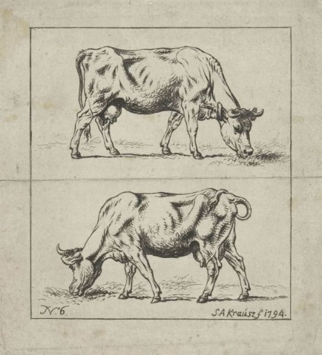 Study of a cow