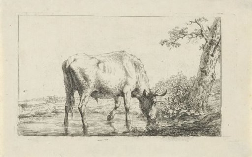Drinking bull