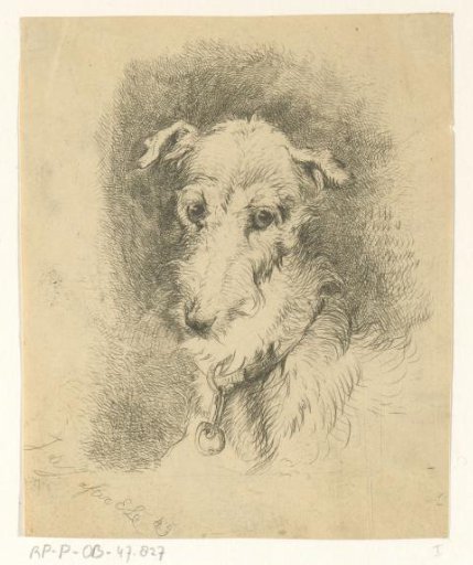 Head of a greyhound