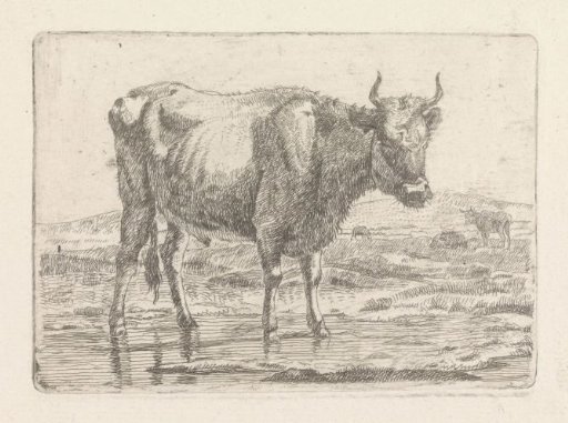 Bull standing in a ditch