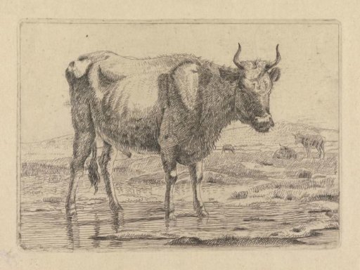 Bull standing in a ditch