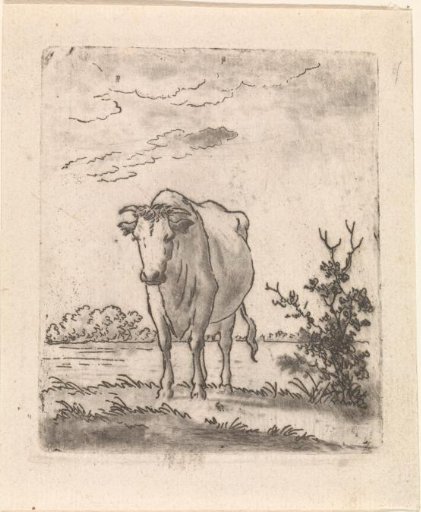 Cow, from the front