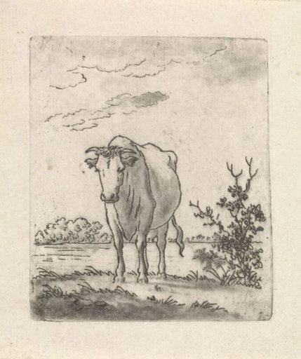 Cow, from the front