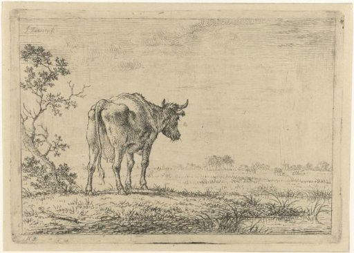 Cow in a Meadow