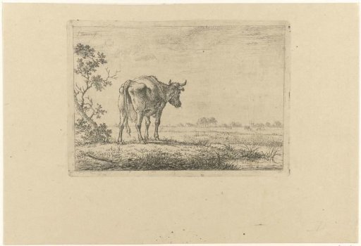 Cow in a Meadow