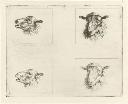Study Sheet with Four Sheep Heads