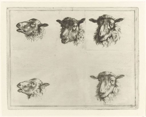 Study Sheet with Five Sheep Heads