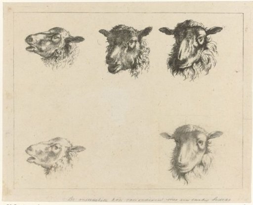 Study Sheet with Five Sheep Heads
