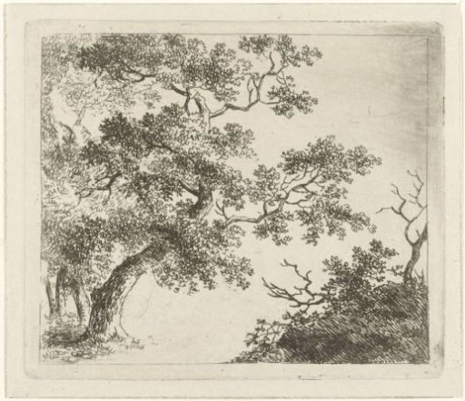 Wooded Landscape