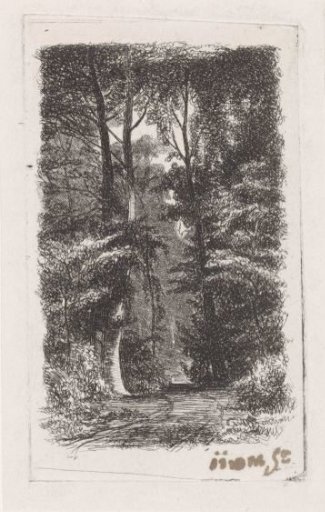 Avenue in the woods