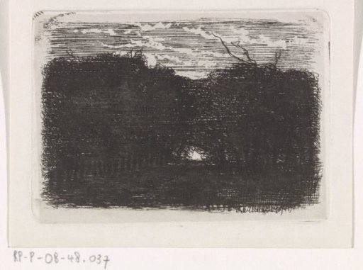 Forest at night