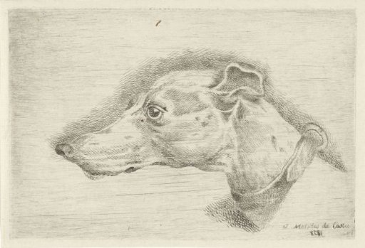 Head of a greyhound