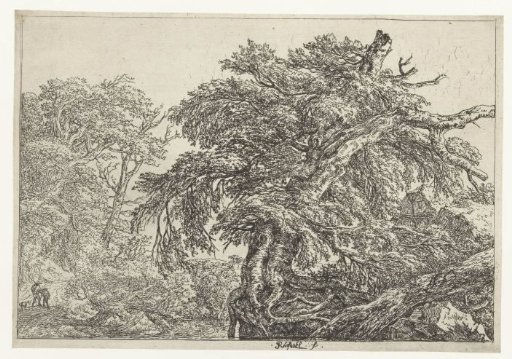 The Great Beech