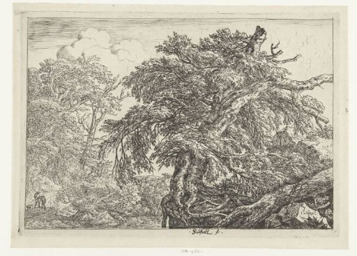 The Great Beech