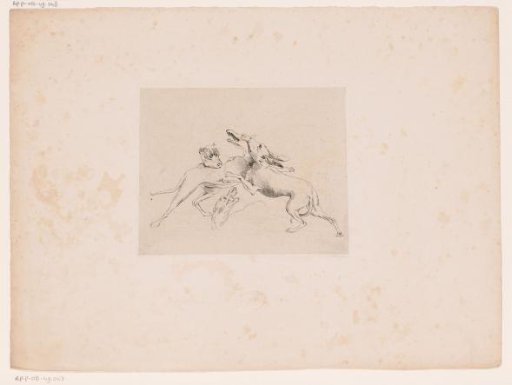 Four dogs fighting